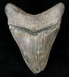 Serrated Megalodon Tooth - Feeding Damage #15989-2